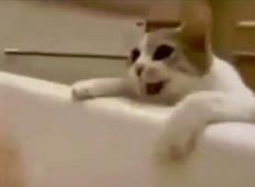 Mačka mislila, da se njena lastnica utaplja v kadi. Njena reakcija je presunila milijone po svetu!