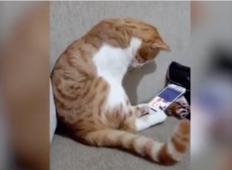 Mačka je na telefonu videla svojega lastnika, ki je umrl. Ni mogla zadržati svojih čustev ...
