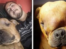 Moški posvojil psa s tumorjem, da lahko v zadnjih dneh občuti brezpogojno ljubezen!