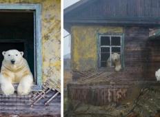 Ruski fotograf je našel zapuščeno hišo, katero so prevzeli severni medvedi. Kar je posnel je neverjetno ...