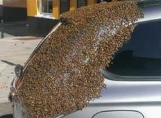 Njenemu avtu so vsak dan sledile čebele. Odgovor zakaj je presenetil še čebelarja.