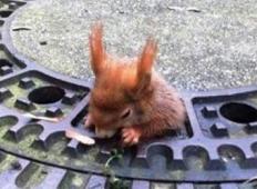 Predebela veverička se je zataknila v kanalizaciji. Ljudje je niso želeli rešiti, vendar potem …