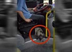 Voznik avtobusa med nogami imel potepuškega kužka. Ko so ga vprašali zakaj… WOW!