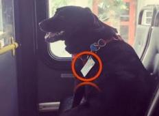 Ko so zagledali psa na avtobusu so bili ogorčeni. Vse se je spremenilo, ko so prebrali njegovo ovratnico.