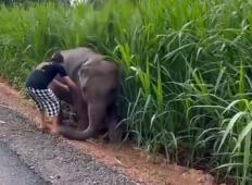 Majhen slonček se je zagozdil v blatu. Kljub nevarnostim, pa je ta ženska priskočila na pomoč!