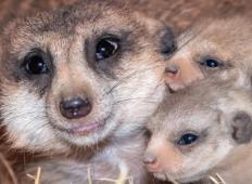 Mama surikata in njeni mladiči pozirajo za fotografijo. Poglejte od blizu, kako je mama ponosna na njih!