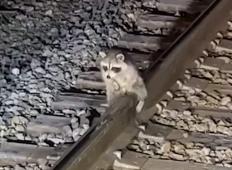 Železničar rešil rakuna, potem ko mu je dlaka na zadnjici zmrznila na tirih