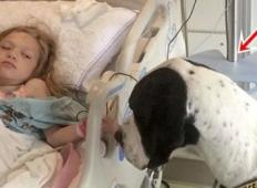 Bolno deklico je obiskal pes. Ta ji je v trenutku popolnoma spremenil življenje!
