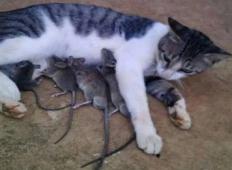Ko je našel svojo mačko, ni mogel verjeti svojim očem. Hranila je miši!