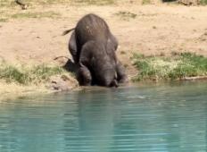 Majhen slonček je želel piti vodo in se mučil. Poglejte, kaj je storil na koncu ...