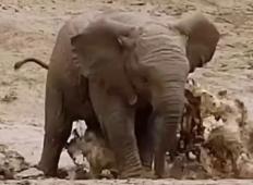 Milijarder zgradil velikansko posestvo za reševanje živali. Sprejel je že več kot 200 ogroženih slonov!